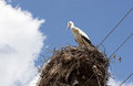 stork-nest-top-pole-52239967